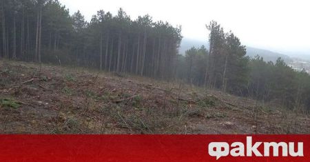 'В местност Коджа Тепе до Варна изсичат 25 декара гора.