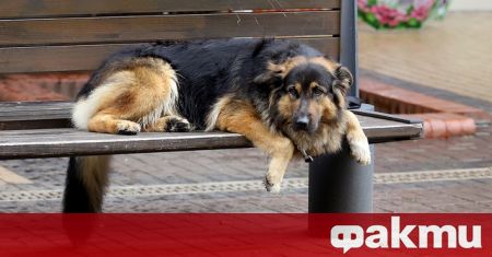 Отровиха четири кучета в Долна баня област Софийска съобщава Novini bg