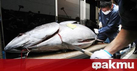 Огромна риба тон бе продадена днес за 20,8 милиона йени