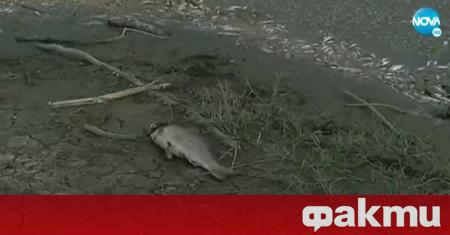 Стотици килограми риба изплува от река Янтра край горнооряховското село