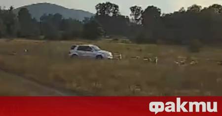 Мъж с джип прегази умишлено стадо овце като уби част