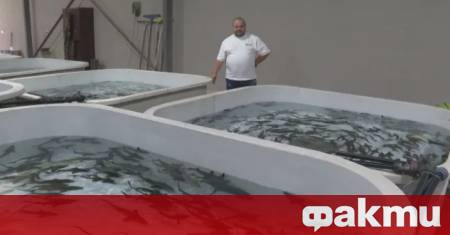 България се оказва един от най големите производители на луксозния черен