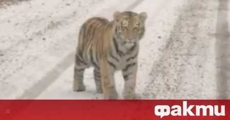 Два амурски тигъра изненадаха шофьор в Приморийския край съобщи ТАСС