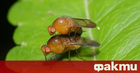 Португалски учени документираха странните сексуални ритуали на винарките известни още