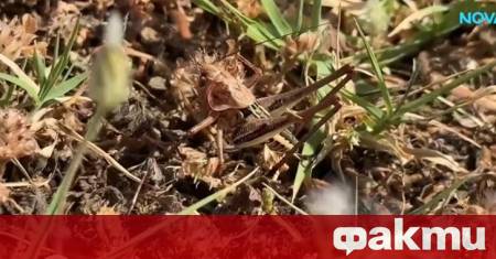 Частично бедствено положение е обявено в Сандански и Петрич заради
