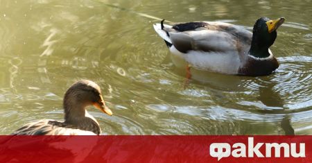 В езерото в софийския Южен парк бяха открити мъртви патици