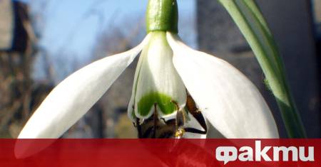 Сериозен спад на регистрираните пчелари които произвеждат български мед Това