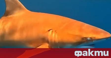 Яркооранжева акула е била уловена по време на спортен риболов