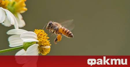 Звукът на пчелата често възприеман като символ на приближаващото лято