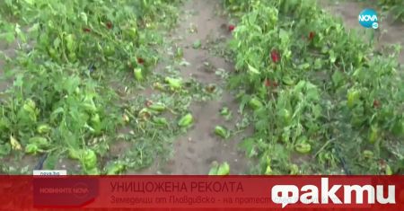 Българските земеделски стопани от Пловдивско, чиято реколта пострада от градушка