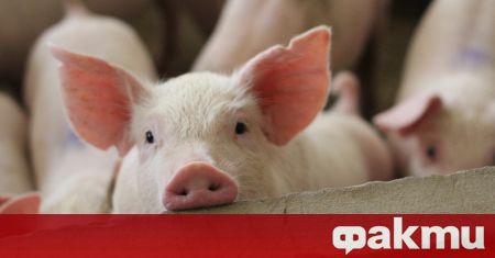 Европейски учени разработиха метод, с който декодират чувствата на свинете