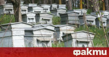 Пчелари от област Добрич се събират за да обсъдят проблемите