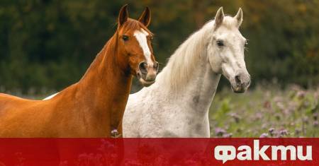 Пет десетмесечни жребчета в Аржентина изглеждат като обикновени коне със