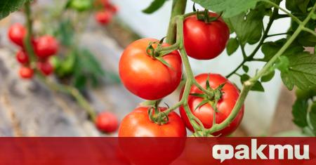 Основната и най ценна съставка на доматите ликопена каротиноид със