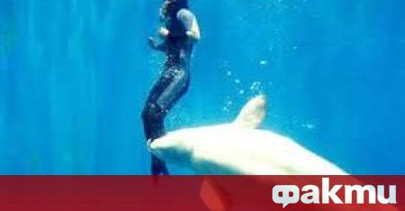 В китайския град Ченгду провинция Съчуан белуга нападна двама водолази