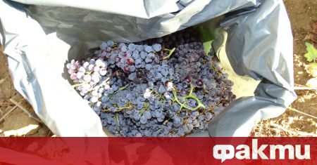 Нерегламентиран внос на грозде от Румъния събаря цената на родното