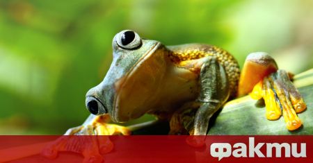 Учени са идентифицирали шест неизвестни вида жаби които обитават горите