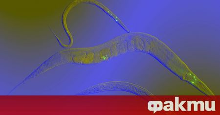 Кръгли червеи, които са широко използвани в биологичните изследвания, могат