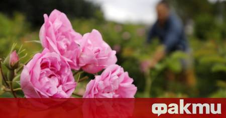 Обща селскостопанска политика на Европейския съюз в сектора има отделна