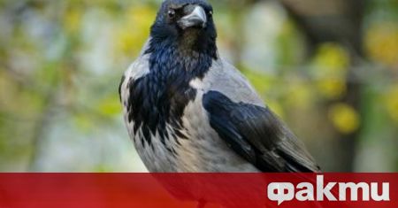 Едната врана ме драсна по главата а другата ме атакува