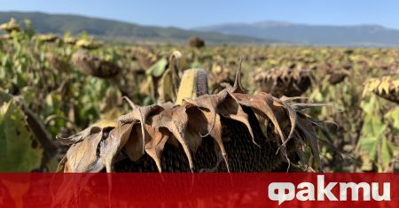 Безводието причини сериозни щети на реколтата от царевица в Добруджа