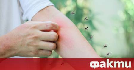 Учени от САЩ са установили защо след разчесване ухапването от