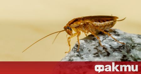 Кое е най-доброто средство срещу хлебарки? Всички домакини започват да