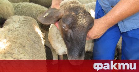 Издирват крадци задигнали стадо овце от кошара във врачанското село