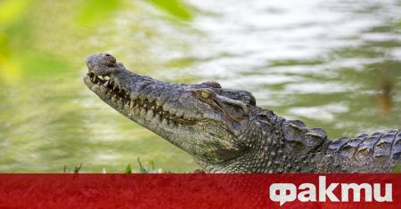 Крокодил нападна дете в хотелската зона на популярен курорт избиран