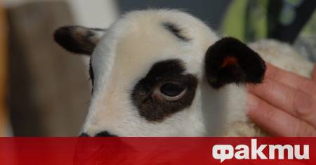 6 май – Денят на Свети Георги един от най тачените