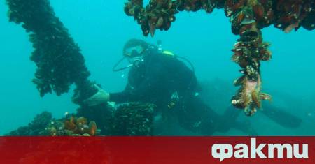 Документалният филм Потопът и вкаменената гора ще направи своята премиера