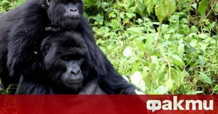 Неочаквана сцена от животинския свят се превърна в тема на