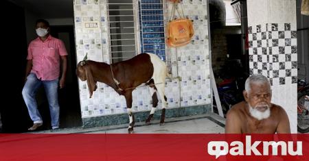 Полицията в индийския град Канпур щата Утар Прадеш арестува коза