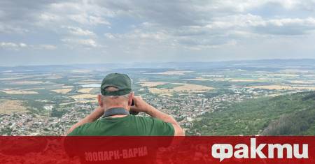Операцията по залавянето на пантерата изпусната в района на парк