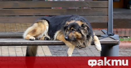 Агресивно куче е нахапало дете в центъра на Враца. Животното