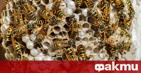 Присъствието на оси около дома може да се окаже не