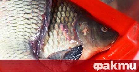 За Никулден цената за килограм шаран в Русе надхвърли 12