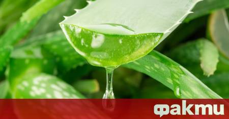 Aлое вера е лековито растение с антиоксидантни и антибактериални свойства