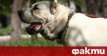 Куче на полицай от София нападна и нахапа син на