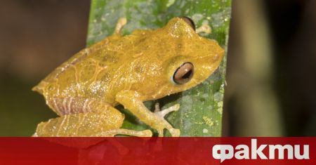 Нов вид дребна дъждовна жаба открита от бразилски учени в