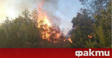 Пожарът в родопската община Кирково който изпепели близо 600 декара
