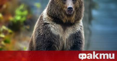 Вече повече от месец жители на смолянското село Триград живеят