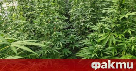 Полицията във Варна разкри поредна наркооранжерия съобщиха от Областната дирекция