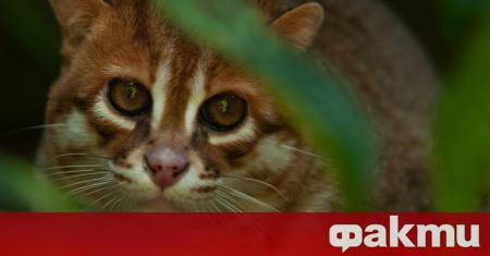 В Тайланд беше регистрирано присъствието на плоскоглава котка — рядък
