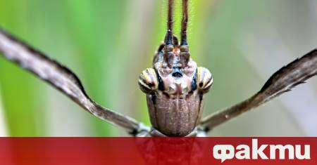 Открит е нов вид пръчковиден скакалец който може да се