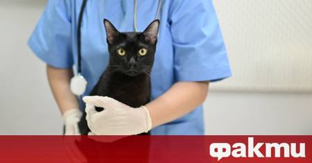 Една обикновена домашна котка във Флорида се оказа неочакван сътрудник