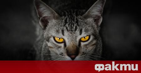 Румънски жител смята да продаде на търг мумията на котка