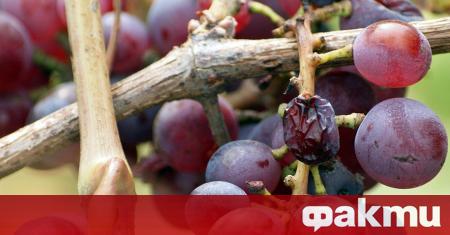 Държавата ще подпомогне производителите на грозде с 1 млн лв