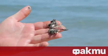 Откритите през последните дни мазутни образувания по плажове на Северното