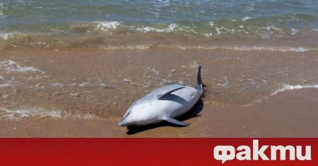 На зловеща находка по брега на Кара дере се натъква